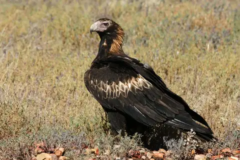 Wedge-tailed Eagle