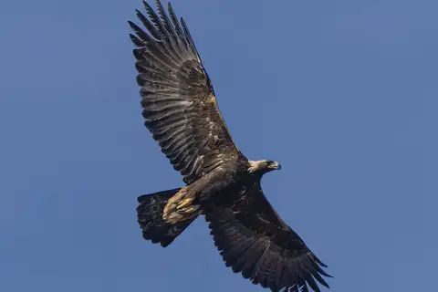 Golden Eagle