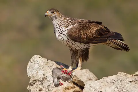 Bonelli's Eagle