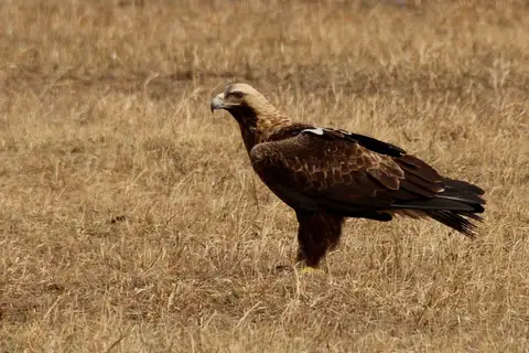Eastern Imperial Eagle