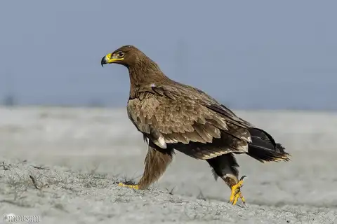 Steppe Eagle