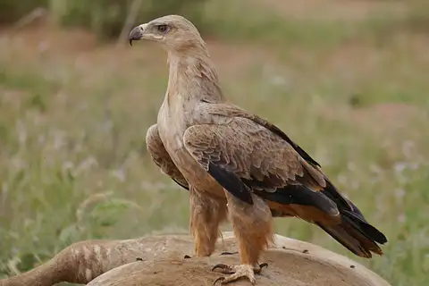 Tawny Eagle