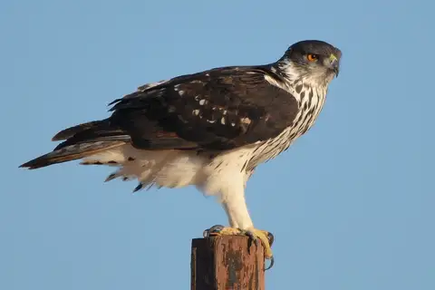 African Hawk-Eagle