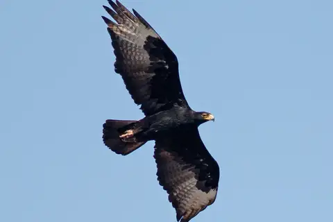 Verreaux's Eagle