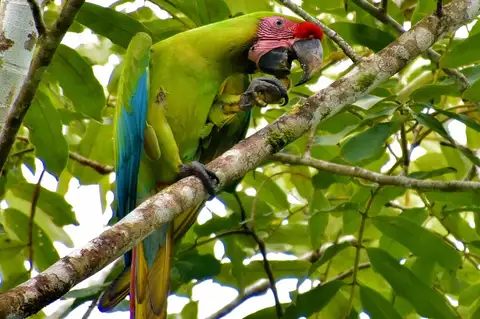 Great Green Macaw
