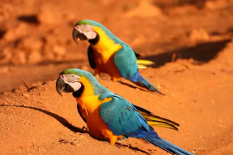 Blue-and-yellow Macaw