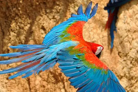 Red-and-green Macaw