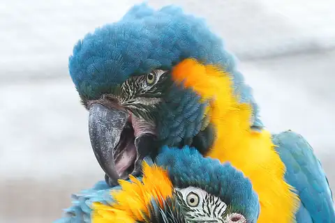 Blue-throated Macaw