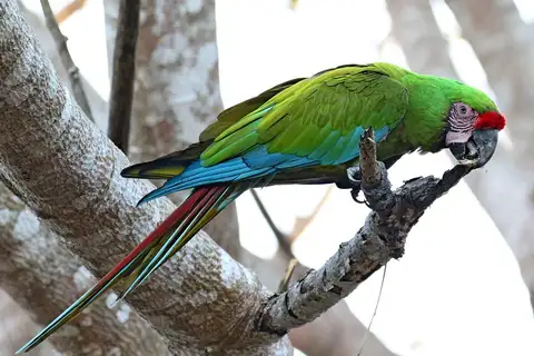 Military Macaw