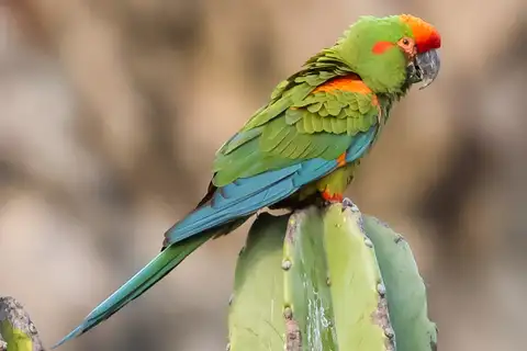 Red-fronted Macaw