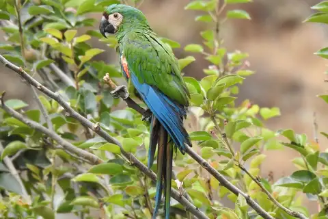 Chestnut-fronted Macaw