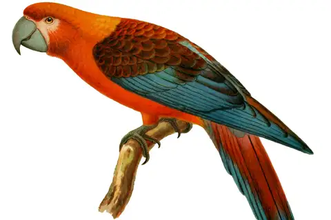 Cuban Macaw
