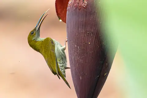 Streaky-breasted Spiderhunter