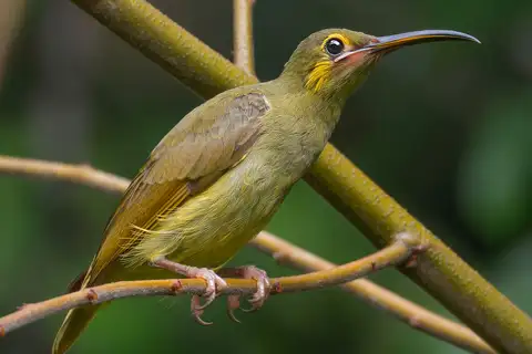 Yellow-eared Spiderhunter