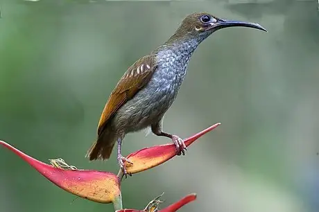 Naked-faced Spiderhunter