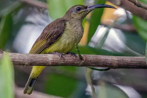 Thick-billed Spiderhunter