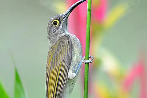 Pale Spiderhunter