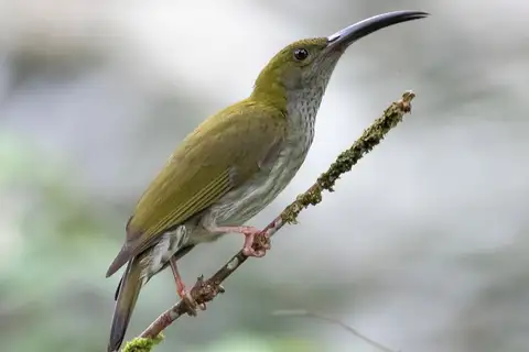 Bornean Spiderhunter