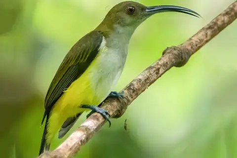 Orange-tufted Spiderhunter