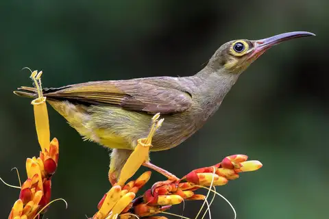 Spectacled Spiderhunter