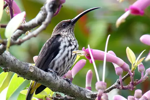 Whitehead's Spiderhunter