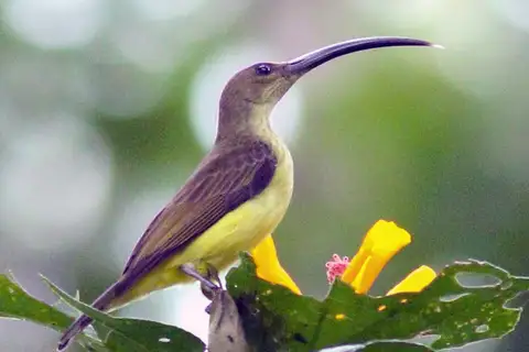 Long-billed Spiderhunter