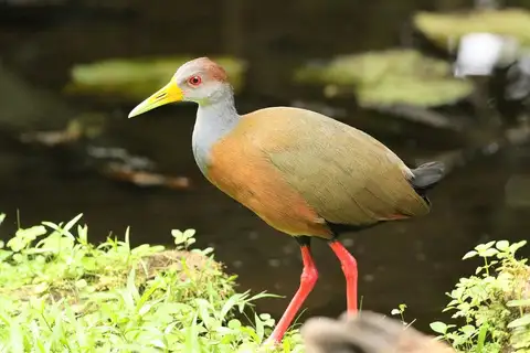 Russet-naped Wood Rail