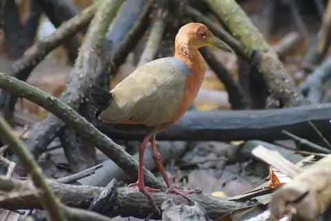 Rufous-necked Wood Rail