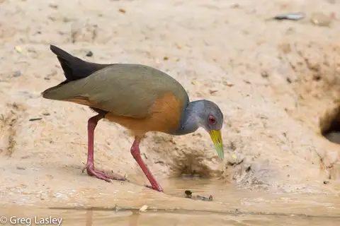 Grey-cowled Wood Rail