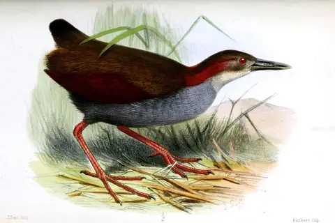 Red-winged Wood Rail