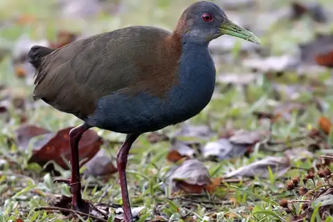Slaty-breasted Wood Rail