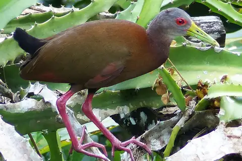 Brown Wood Rail