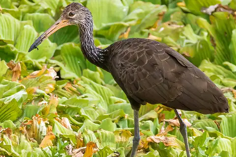 Limpkin