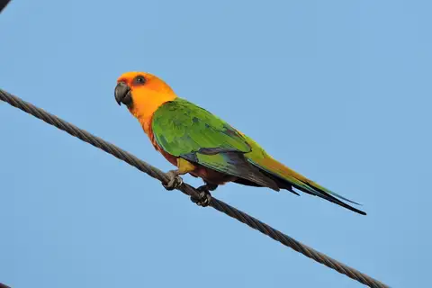 Jandaya Parakeet