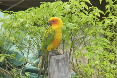 Sulphur-breasted Parakeet