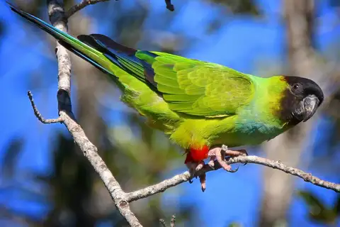 Nanday Parakeet