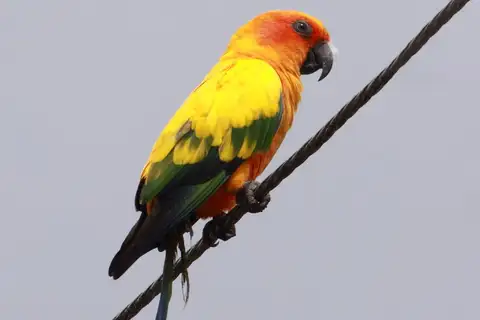 Sun Parakeet