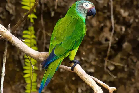 Dusky-headed Parakeet