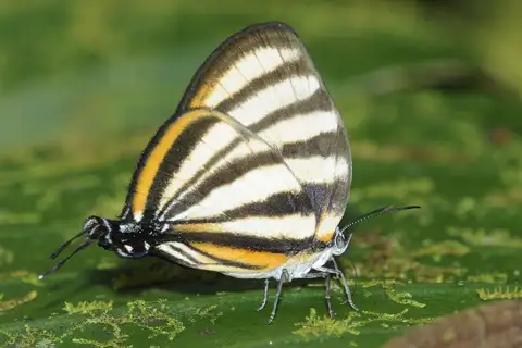 Separated Stripestreak