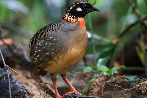 Hainan Partridge