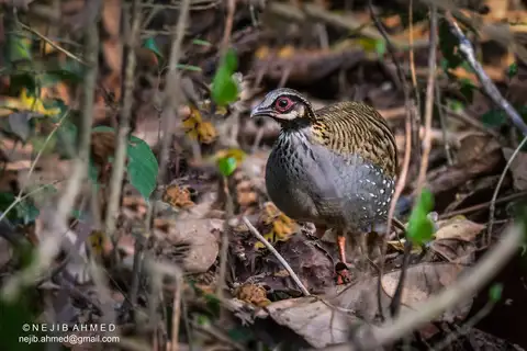 White-cheeked Partridge