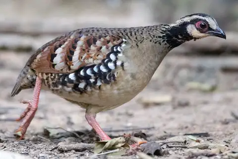 Bar-backed Partridge