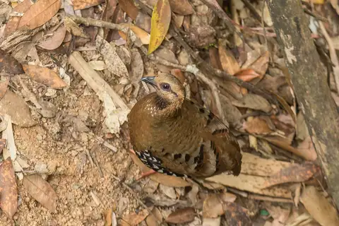 Chestnut-headed Partridge