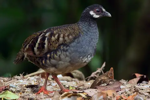 Malayan Partridge