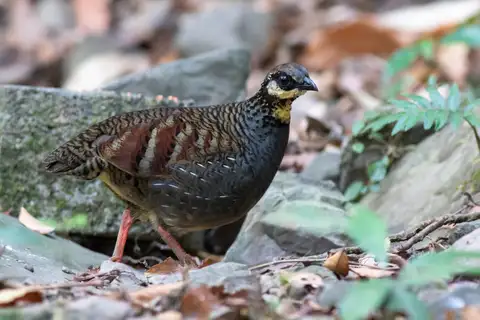 Taiwan Partridge