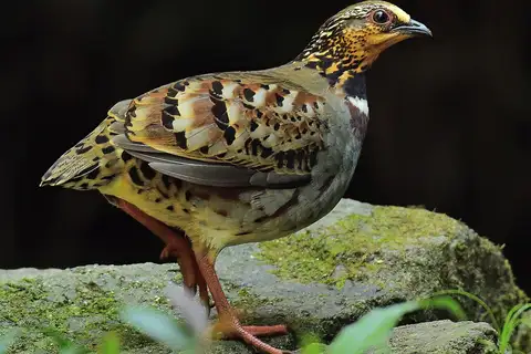 White-necklaced Partridge