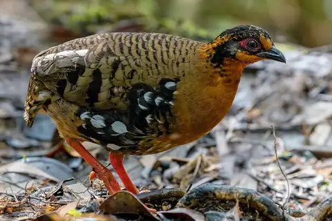 Red-breasted Partridge