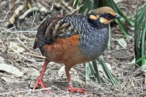 Chestnut-bellied Partridge