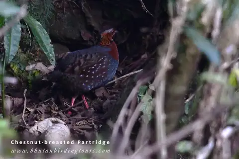 Chestnut-breasted Partridge