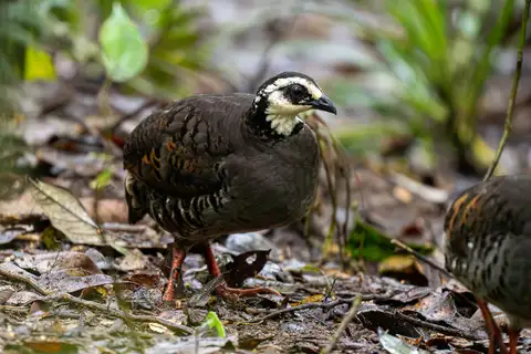 Grey-breasted Partridge